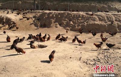 蘭州鄉(xiāng)村因地制宜發(fā)展養(yǎng)殖業(yè) 土雞變“鳳凰”助農(nóng)增收