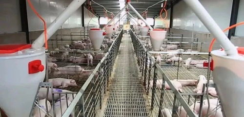 一頭豬已虧千元 66家飼料廠限電停產 1834萬豬飼料供應受影響