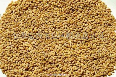 法國糧食局:2008/09年度上半年小麥飼料用量年比減少